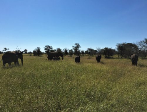 Safari no Kruger Park – ÁFRICA DO SUL